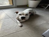 Zeus, mâle Staffordshire Bull Terrier disponible pour saillie