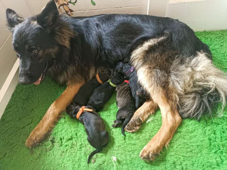 Chiots Altdeutscher Schäferhund nés le 25/07