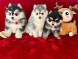 Chiot Pomsky F4 toy de lign&eacute;e am&eacute;ricaine &agrave; vendre