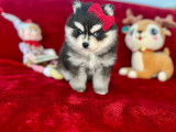 Chiot Pomsky F4 toy de lign&eacute;e am&eacute;ricaine &agrave; vendre