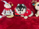 Chiot Pomsky F4 toy de lign&eacute;e am&eacute;ricaine &agrave; vendre
