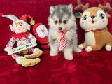 Chiot Pomsky F4 toy de lign&eacute;e am&eacute;ricaine &agrave; vendre