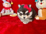 Chiot Pomsky F4 toy de lign&eacute;e am&eacute;ricaine &agrave; vendre
