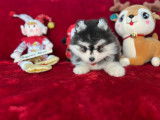 Chiot Pomsky F4 toy de lign&eacute;e am&eacute;ricaine &agrave; vendre