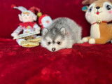 Chiot Pomsky F4 toy de lign&eacute;e am&eacute;ricaine &agrave; vendre