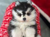 Chiot Pomsky F4 toy de lign&eacute;e am&eacute;ricaine &agrave; vendre