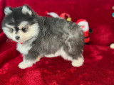 Chiot Pomsky F4 toy de lign&eacute;e am&eacute;ricaine &agrave; vendre