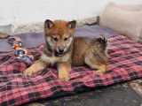 Chiots Shiba de couleur sésame à vendre