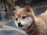 Chiots Shiba de couleur sésame à vendre