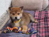 Chiots Shiba de couleur sésame à vendre