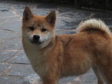 Chiots Shiba de couleur sésame à vendre