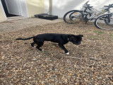 Mâle Staffordshire Bull Terrier LOF disponible pour saillie