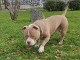Exceptionnel m&acirc;le American Pocket Bully lilac-champagne ! Disponible pour saillie
