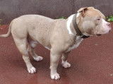 Exceptionnel m&acirc;le American Pocket Bully lilac-champagne ! Disponible pour saillie