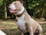 Exceptionnel m&acirc;le American Pocket Bully lilac-champagne ! Disponible pour saillie