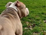 Exceptionnel m&acirc;le American Pocket Bully lilac-champagne ! Disponible pour saillie
