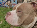 Exceptionnel m&acirc;le American Pocket Bully lilac-champagne ! Disponible pour saillie