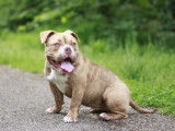 Chienne femelle American Bully pocket à vendre