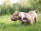 Chienne femelle American Bully pocket à vendre