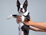 Superbe Boston Terrier LOF disponible pour saillie