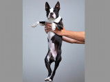 Superbe Boston Terrier LOF disponible pour saillie