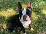 Superbe Boston Terrier LOF disponible pour saillie