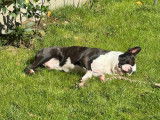 Superbe Boston Terrier LOF disponible pour saillie