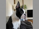 Superbe Boston Terrier LOF disponible pour saillie