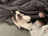 Superbe Boston Terrier LOF disponible pour saillie