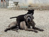 Mâle Cane Corso disponible pour saillie