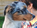 Chiots Berger Australien LOF à vendre
