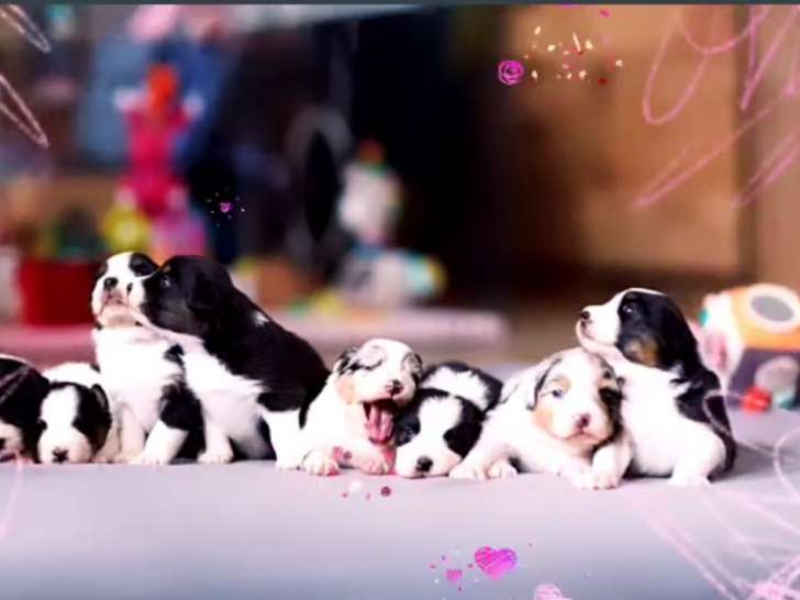 Chiots Berger Australien LOF à vendre