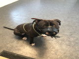 Mâle American Staffordshire Terrier disponible pour saillie
