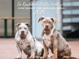 Chiots American Bully XL &agrave; vendre