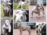 Chiots American Bully XL &agrave; vendre