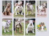 Chiots American Bully XL &agrave; vendre