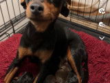 Chiots de race Pinscher Nain &agrave; vendre 1femelles