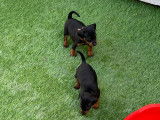 Chiots de race Pinscher Nain &agrave; vendre 1femelles