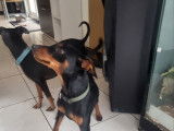 Chiots de race Pinscher Nain &agrave; vendre 1femelles
