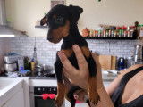 Chiots de race Pinscher Nain &agrave; vendre 1femelles