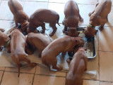 Chiots Rhodesian Ridgeback LOF &agrave; vendre