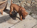 Chiots Rhodesian Ridgeback LOF &agrave; vendre