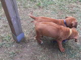 Chiots Rhodesian Ridgeback LOF &agrave; vendre