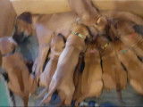 Chiots Rhodesian Ridgeback LOF &agrave; vendre