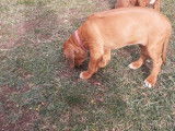 Chiots Rhodesian Ridgeback LOF &agrave; vendre