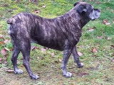 Cane Corso femelle à donner