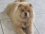 Chow Chow LOF à vendre