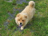 Chow Chow LOF à vendre