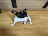 Mâle Bouledogue Français disponible pour saillie