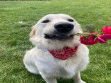 Mâle Golden Retriever disponible pour saillie